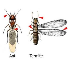 Termite control